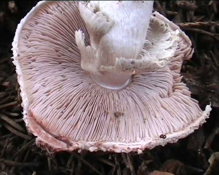 Agaricus benesii   (Pilat)  Singer